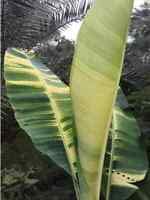 Yunakesa Musa - 'Basjoo' - Banana Tree