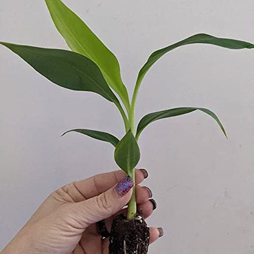Grand Nain Banana Tree Live Plant (4-6 Inches)