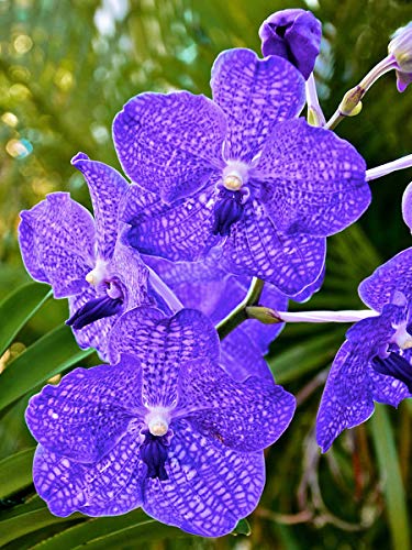 Strap Leaf Vanda Orchid Hawaiian Starter Plant F1