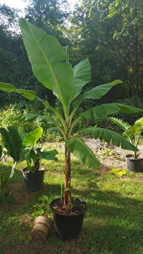 Grand Nain Banana Tree Live Plant (4-6 Inches)