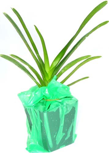 Strap Leaf Vanda Orchid Hawaiian Starter Plant F1