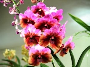 4 Live Orchid Plants to Choose (Vanda)