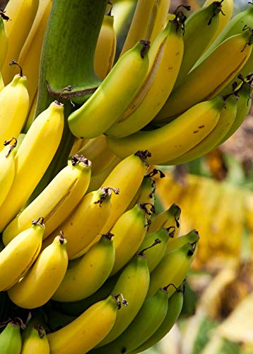 Grand Nain Banana Tree Live Plant (4-6 Inches)