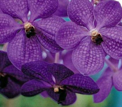 Strap Leaf Vanda Orchid Hawaiian Starter Plant F1