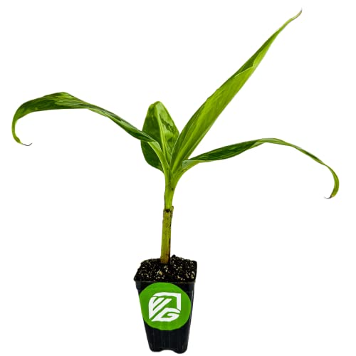 Tropical Gran Nain Banana Plant - Musa acuminata