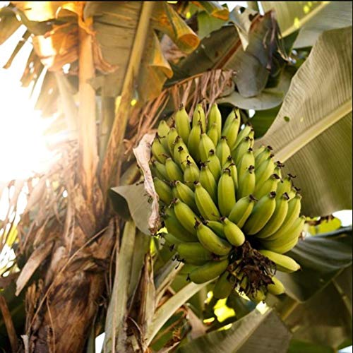 Grand Nain Banana Tree Live Plant (4-6 Inches)