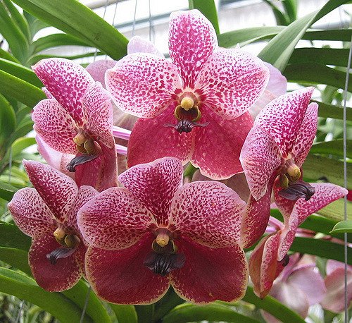 4 Live Orchid Plants to Choose (Vanda)