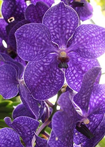 Strap Leaf Vanda Orchid Hawaiian Starter Plant F1