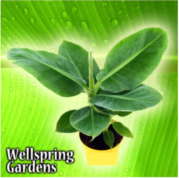 Dwarf Cavendish Banana Tree Live Plant - Musa