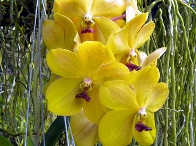 4 Live Orchid Plants to Choose (Vanda)