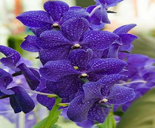 Strap Leaf Vanda Orchid Hawaiian Starter Plant F1