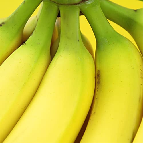 Tropical Gran Nain Banana Plant - Musa acuminata