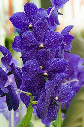 Strap Leaf Vanda Orchid Hawaiian Starter Plant F1