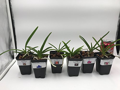 4 Live Orchid Plants to Choose (Vanda)
