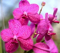 4 Live Orchid Plants to Choose (Vanda)