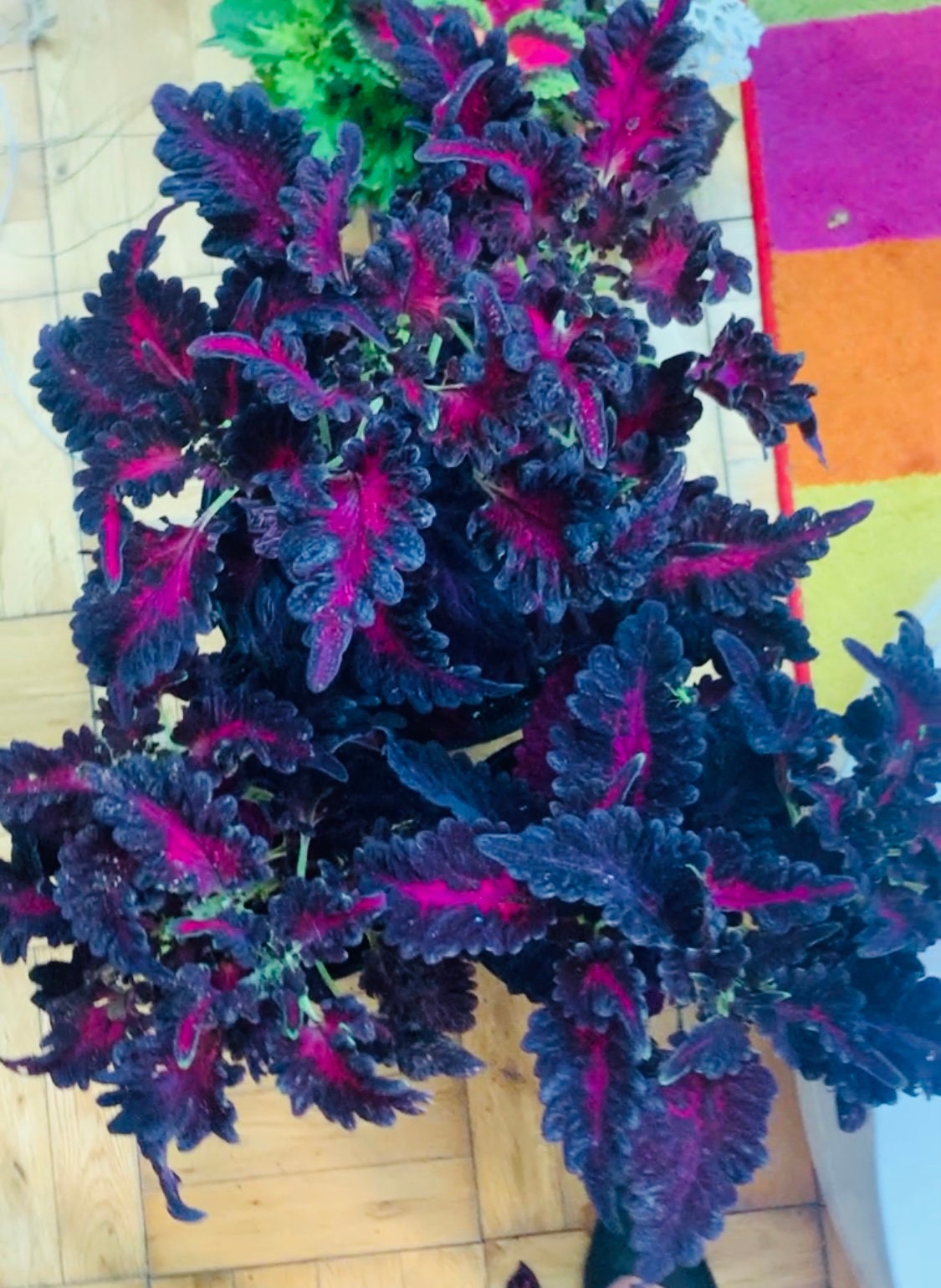 READY TO SHIP!!!!. Black Dragon Plant (not seeds!)