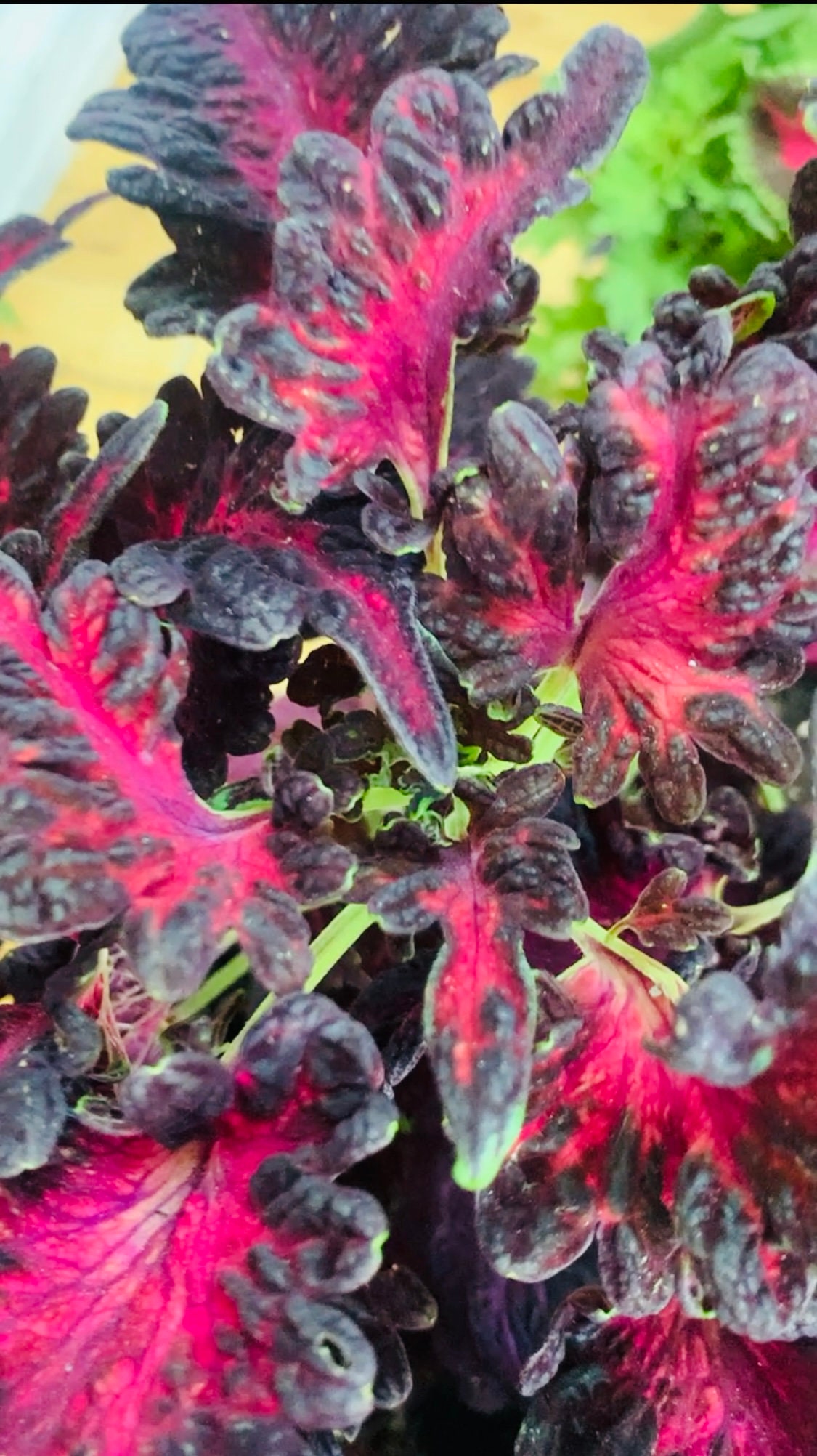 READY TO SHIP!!!!. Black Dragon Plant (not seeds!)