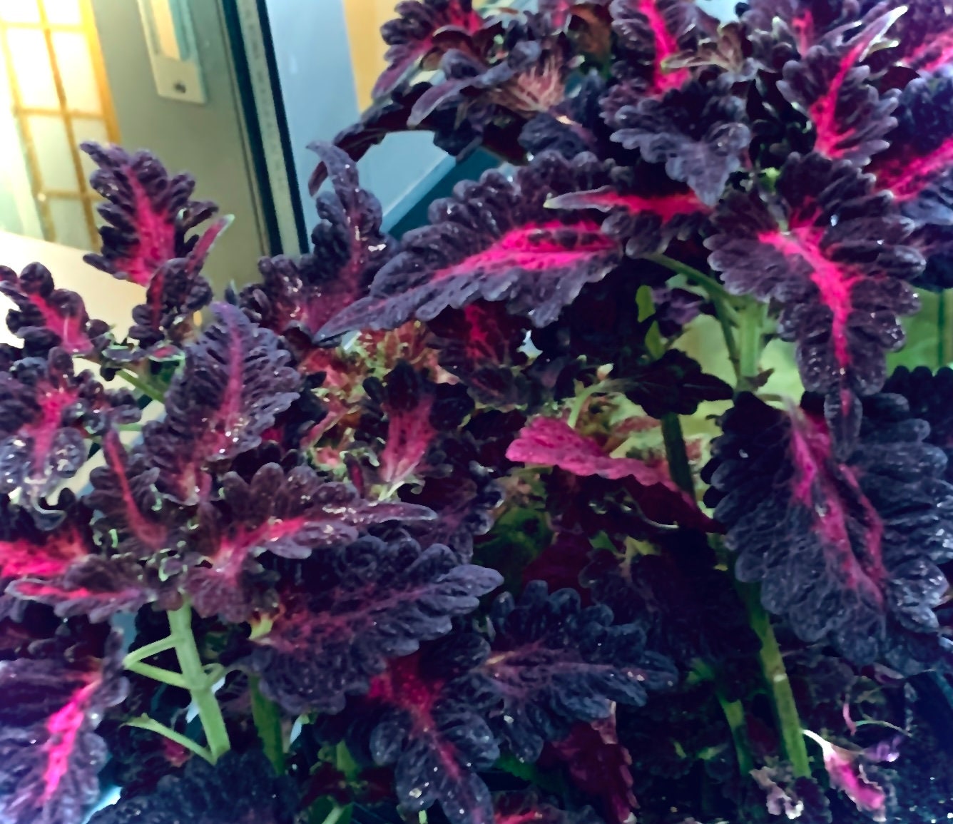 READY TO SHIP!!!!. Black Dragon Plant (not seeds!)