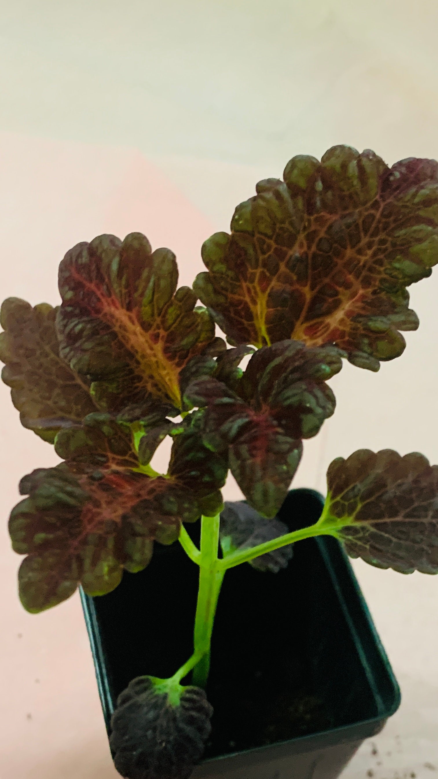 READY TO SHIP!!!!. Black Dragon Plant (not seeds!)