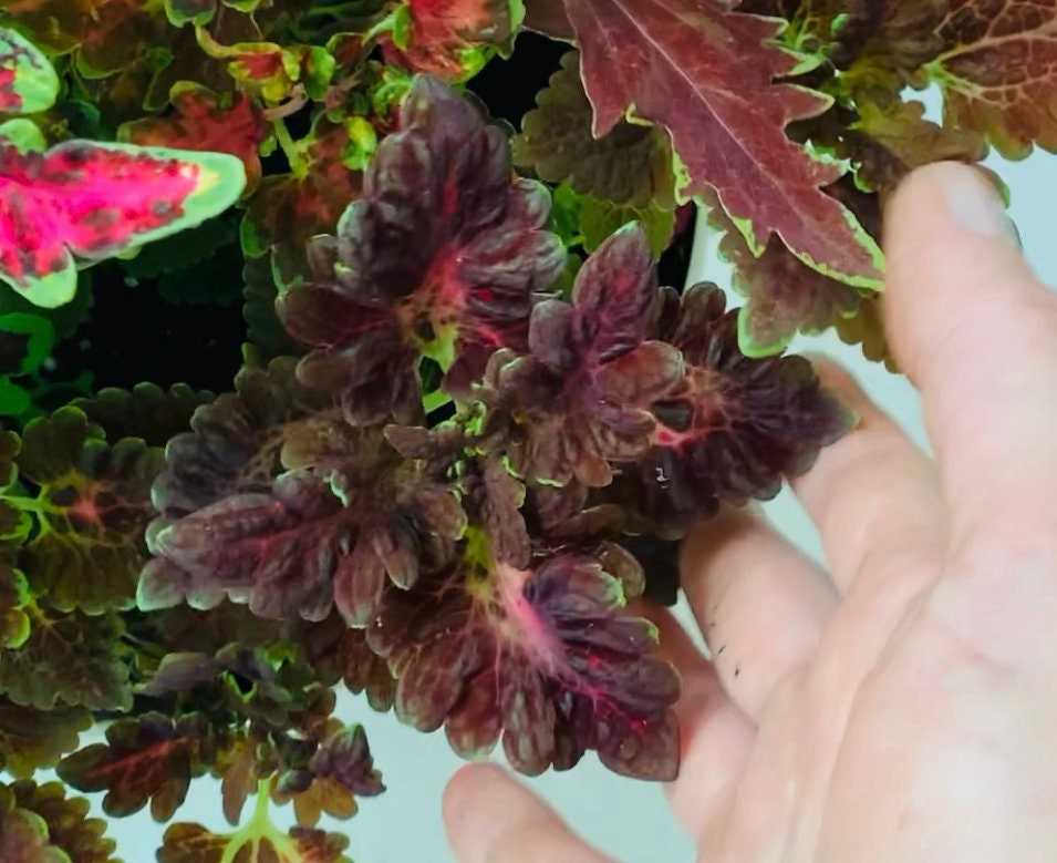 READY TO SHIP!!!!. Black Dragon Plant (not seeds!)