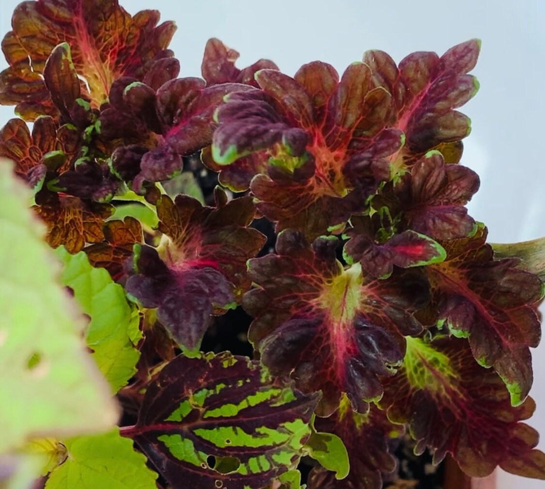 READY TO SHIP!!!!. Black Dragon Plant (not seeds!)
