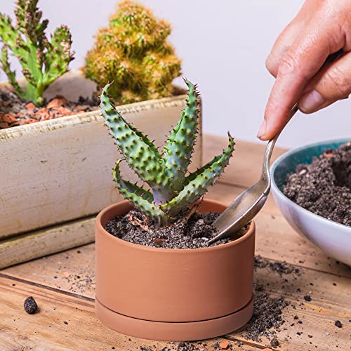 4-Piece Terracotta Succulent Planter Set with Saucer