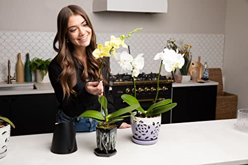 rePotme Phalaenopsis Dark Classic Orchid Mix (Mini Bag)