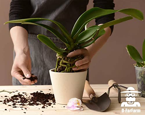 Tropical Orchid Potting Mix 1 qt