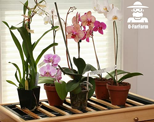 Tropical Orchid Potting Mix 1 qt
