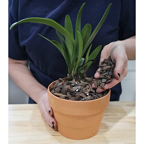 Tropical Plant Potting Mix - 2 QTs