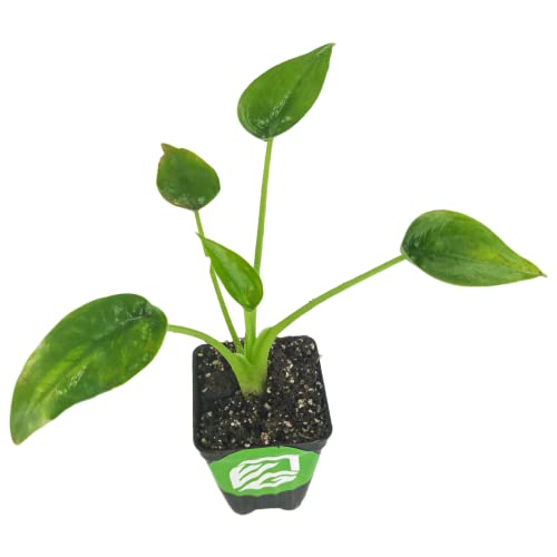 Tiny Dancers Elephant Ear Live Plant - Alocasia