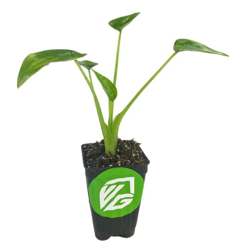 Tiny Dancers Elephant Ear Live Plant - Alocasia