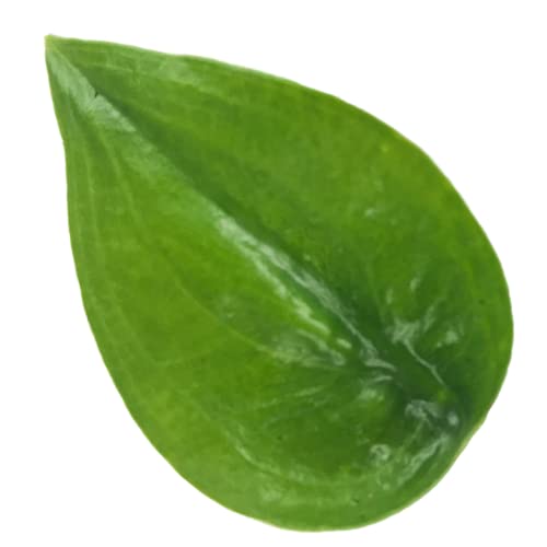 Tiny Dancers Elephant Ear Live Plant - Alocasia