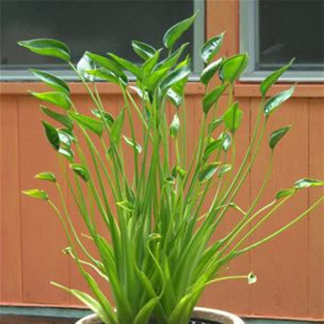 Tiny Dancers Elephant Ear Live Plant - Alocasia