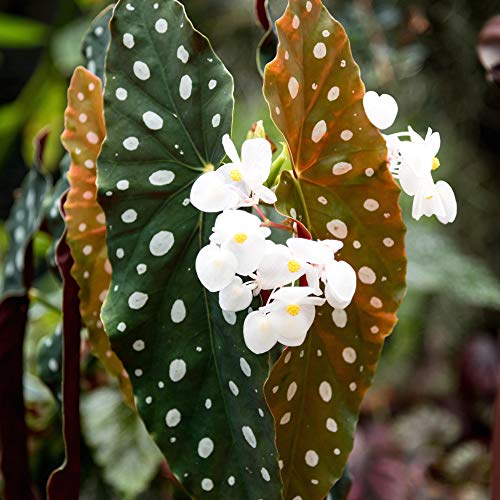 Green Polka Dot Begonia - Medium Live Plant