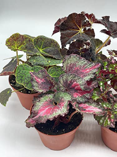 Tropical Painted-Leaf Begonia Set of 5