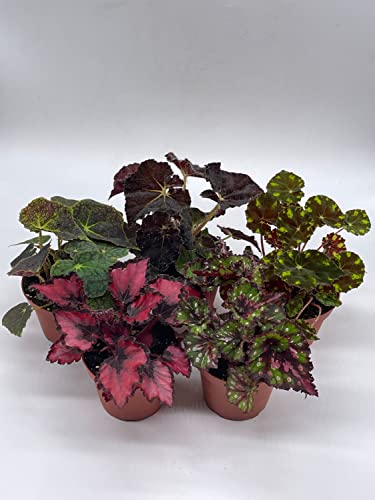 Tropical Painted-Leaf Begonia Set of 5