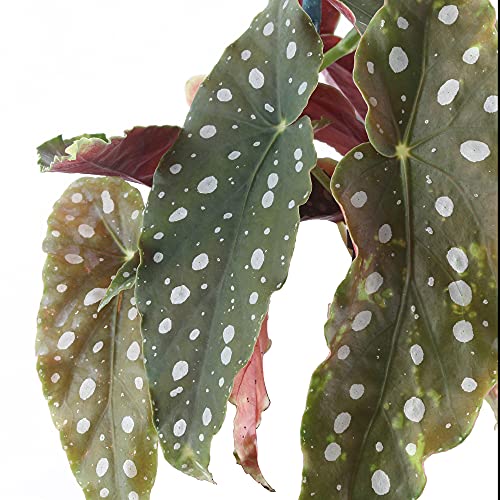 Trending Begonia Maculata Plant in White Pot