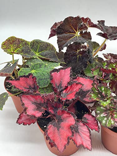Tropical Painted-Leaf Begonia Set of 5