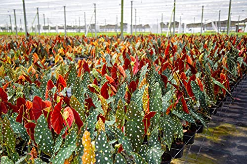 Trending Begonia Maculata Plant in White Pot