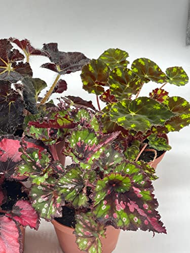 Tropical Painted-Leaf Begonia Set of 5