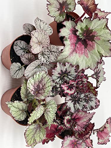 5-Piece BubbleBlooms Begonia Rex Set - Variegated