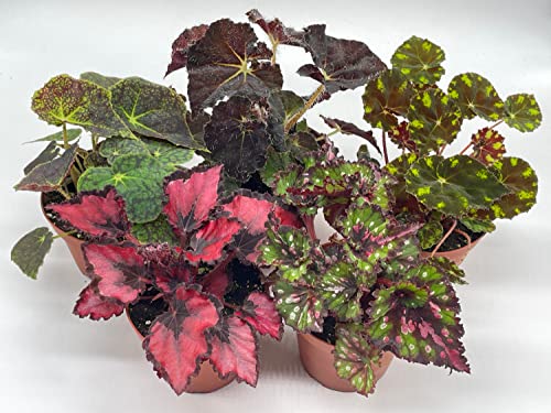 Tropical Painted-Leaf Begonia Set of 5