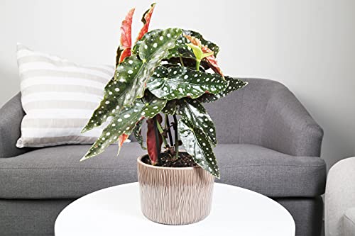 Trending Begonia Maculata Plant in White Pot