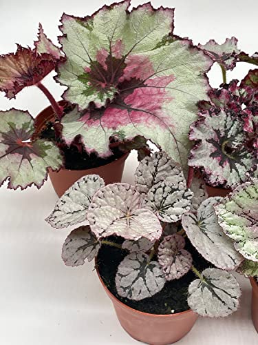 5-Piece BubbleBlooms Begonia Rex Set - Variegated