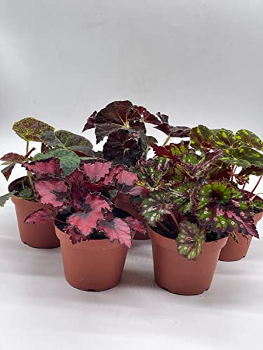 Tropical Painted-Leaf Begonia Set of 5