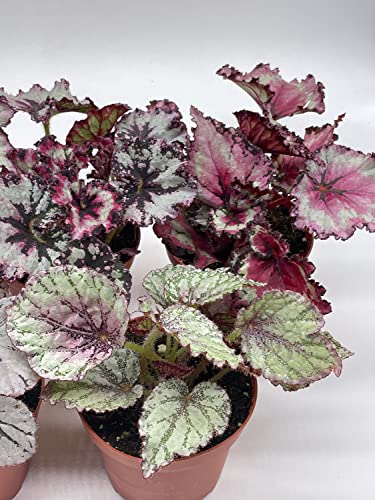 5-Piece BubbleBlooms Begonia Rex Set - Variegated