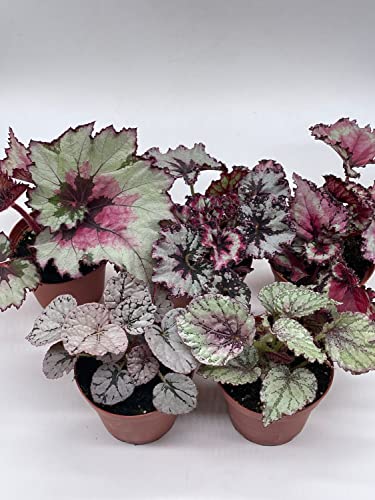 5-Piece BubbleBlooms Begonia Rex Set - Variegated