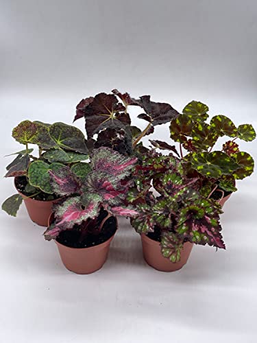 Tropical Painted-Leaf Begonia Set of 5