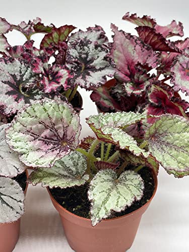5-Piece BubbleBlooms Begonia Rex Set - Variegated